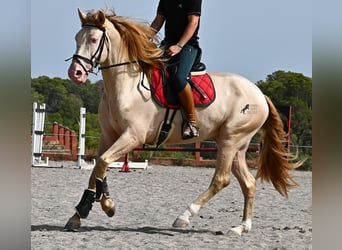 Lusitano, Stallion, 4 years, 15,2 hh, Cremello