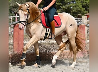 Lusitano, Stallion, 4 years, 15,2 hh, Cremello