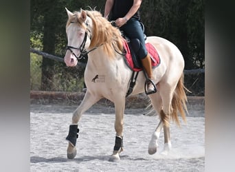 Lusitano, Stallion, 4 years, 15,2 hh, Cremello