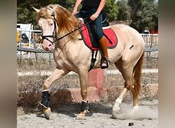 Lusitano, Stallion, 4 years, 15,2 hh, Cremello
