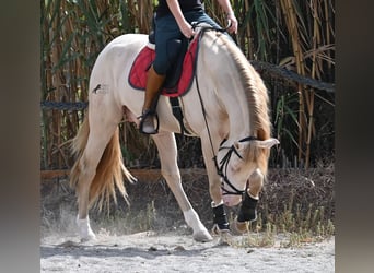Lusitano, Stallion, 4 years, 15,2 hh, Cremello