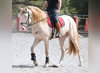 Lusitano, Stallion, 4 years, 15,2 hh, Cremello