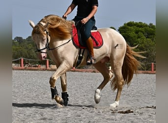 Lusitano, Stallion, 4 years, 15,2 hh, Cremello