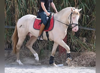 Lusitano, Stallion, 4 years, 15,2 hh, Cremello