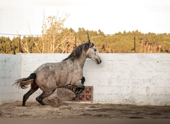 Lusitano, Stallion, 4 years, 15,2 hh, Grey