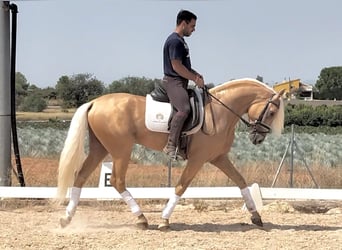 Lusitano, Stallion, 4 years, 15,2 hh, Palomino