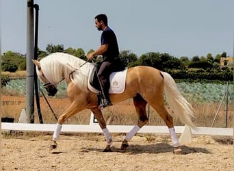 Lusitano, Stallion, 4 years, 15,2 hh, Palomino