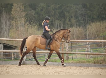 Lusitano, Stallion, 4 years, 15,3 hh, Buckskin