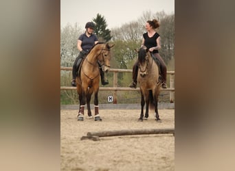 Lusitano, Stallion, 4 years, 15,3 hh, Buckskin