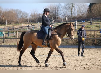 Lusitano, Stallion, 4 years, 15,3 hh, Buckskin