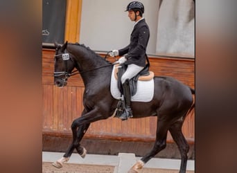 Lusitano Mix, Stallion, 4 years, 16.1 hh, Black