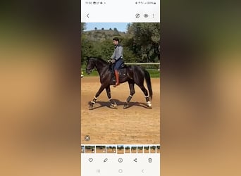 Lusitano Mix, Stallion, 4 years, 16.1 hh, Black