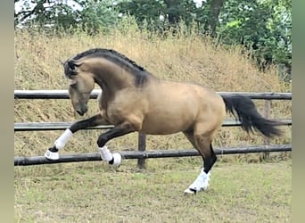 Lusitano, Stallion, 4 years, 16.1 hh, Buckskin