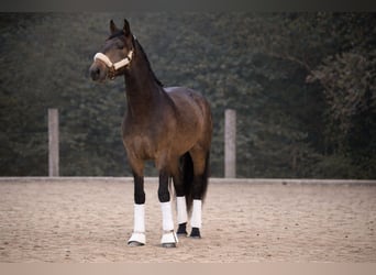 Lusitano, Stallion, 4 years, 16.1 hh, Dun