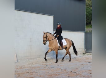 Lusitano, Stallion, 4 years, 16.1 hh, Dun