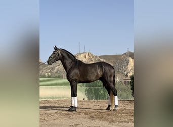 Lusitano, Stallion, 4 years, 16,2 hh, Brown