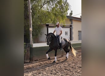 Lusitano, Stallion, 4 years, 16,2 hh, Brown