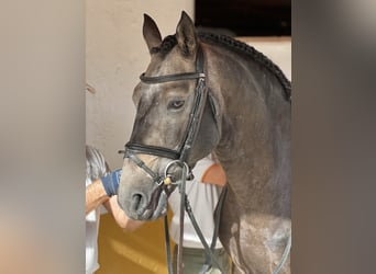 Lusitano, Stallion, 4 years, 16,2 hh, Brown