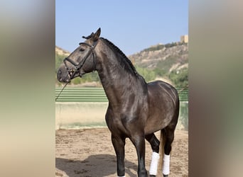 Lusitano, Stallion, 4 years, 16,2 hh, Brown