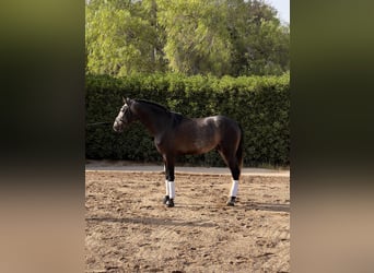 Lusitano, Stallion, 4 years, 16,2 hh, Brown