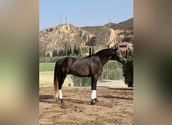 Lusitano, Stallion, 4 years, 16,2 hh, Brown