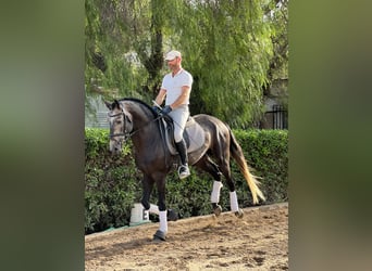 Lusitano, Stallion, 4 years, 16,2 hh, Brown