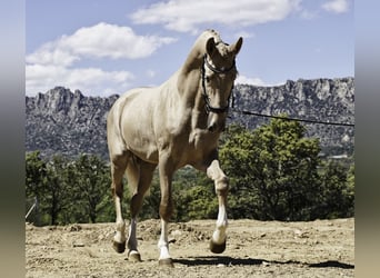 Lusitano Mix, Stallion, 4 years, 16.2 hh, Pearl