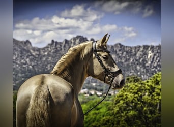 Lusitano Mix, Stallion, 4 years, 16.2 hh, Pearl