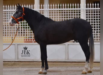 Lusitano, Stallion, 4 years, 16.3 hh, Grey-Dark-Tan