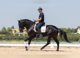 Lusitano, Stallion, 4 years, 16 hh, Black