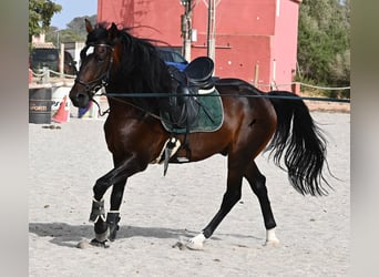 Lusitano, Stallion, 4 years, 16 hh, Brown