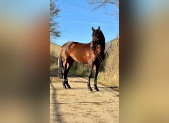 Lusitano, Stallion, 4 years, 16 hh, Brown