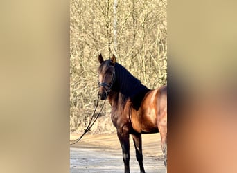 Lusitano, Stallion, 4 years, 16 hh, Brown