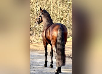 Lusitano, Stallion, 4 years, 16 hh, Brown