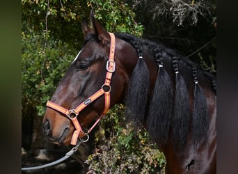 Lusitano, Stallion, 4 years, 16 hh, Brown