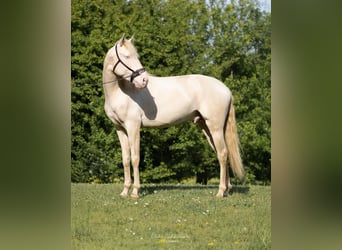 Lusitano, Stallion, 4 years, 16 hh, Cremello
