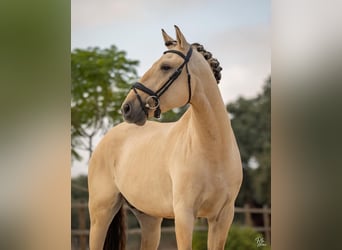 Lusitano, Stallion, 4 years, 16 hh, Dun
