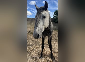 Lusitano, Stallion, 4 years, 16 hh, Grey-Dapple