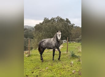 Lusitano, Stallion, 4 years, 16 hh, Grey-Dapple