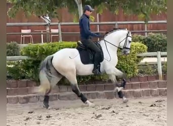 Lusitano, Stallion, 4 years, 16 hh, Grey