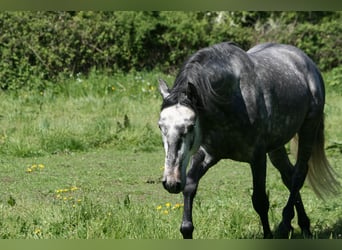 Lusitano, Stallion, 4 years, 16 hh, Grey
