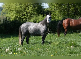 Lusitano, Stallion, 4 years, 16 hh, Grey