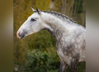 Lusitano, Stallion, 4 years, 16 hh, Grey