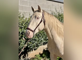 Lusitano, Stallion, 4 years, 16 hh, Perlino