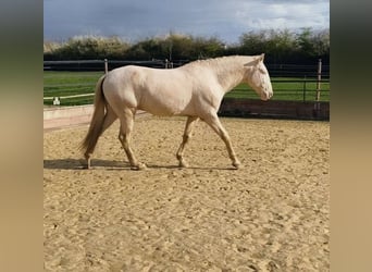 Lusitano, Stallion, 4 years, 16 hh, Perlino