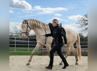 Lusitano, Stallion, 4 years, 16 hh, Perlino