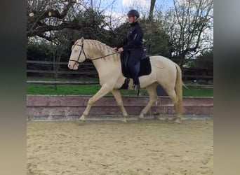 Lusitano, Stallion, 4 years, 16 hh, Perlino