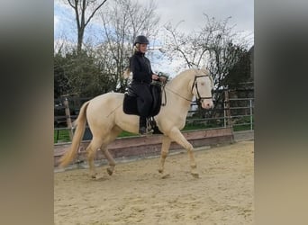 Lusitano, Stallion, 4 years, 16 hh, Perlino