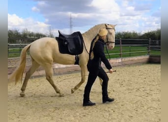 Lusitano, Stallion, 4 years, 16 hh, Perlino
