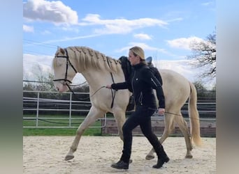 Lusitano, Stallion, 4 years, 16 hh, Perlino